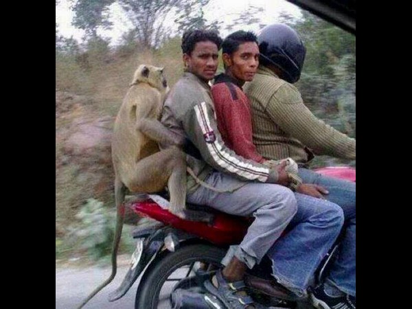 ఇంటర్నెట్లో తమాషా చిత్రాలు
