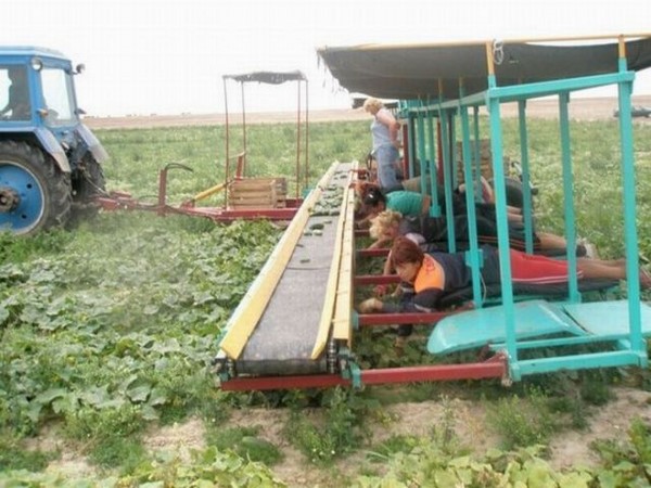 సోషల్ మీడియా వారాంతపు జోరు