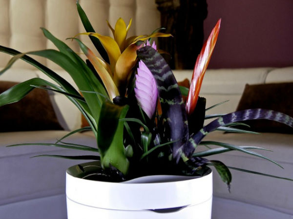 Parrot Pot (ప్యారట్ పాట్)