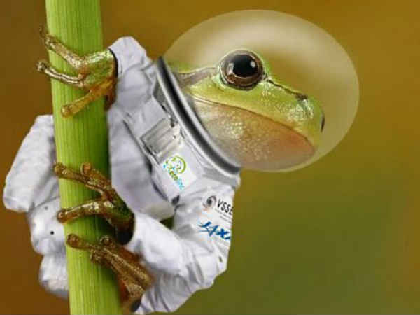 ఎగిరిన కప్పలు: