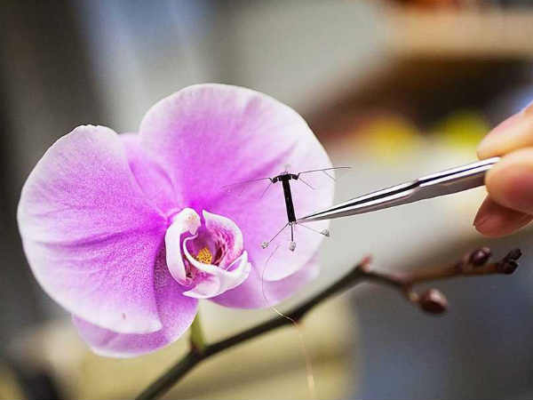 తుమ్మెద రోబో