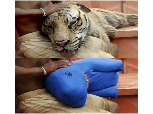 లైప్ ఆప్ పై మూవీలోని ఓ సీన్