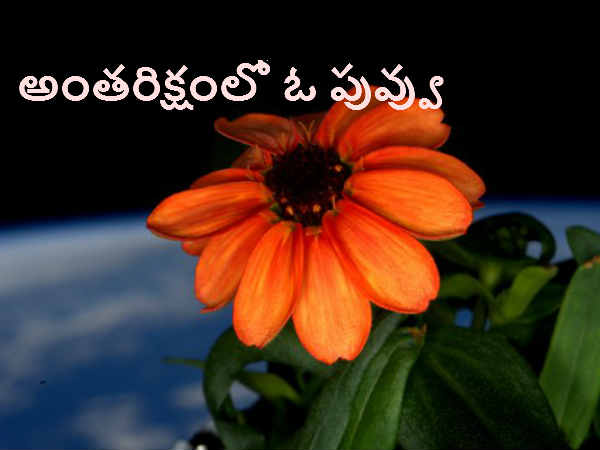 త్వరలో భూమి మీదకు ఈ పువ్వులు వచ్చే అవకాశం