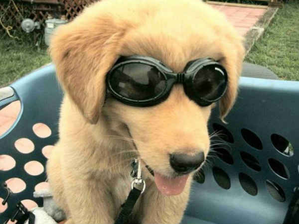 డాగ్గెస్ (Doggles)