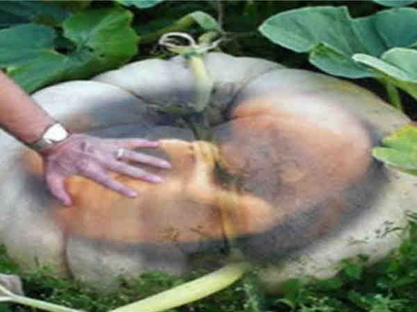 బలరాముడి పుట్టుక