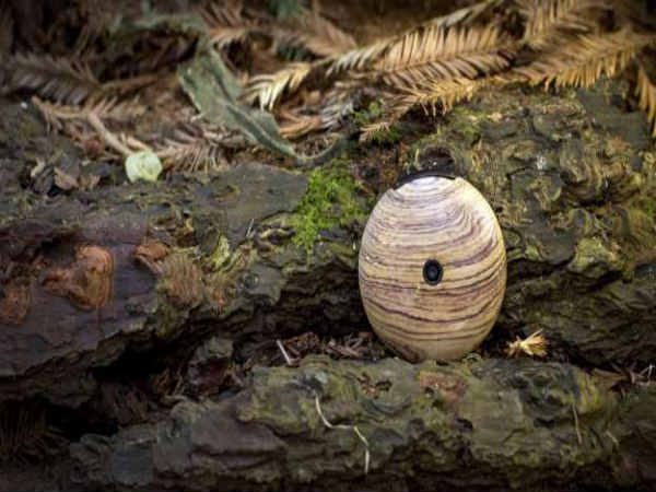 Runcible