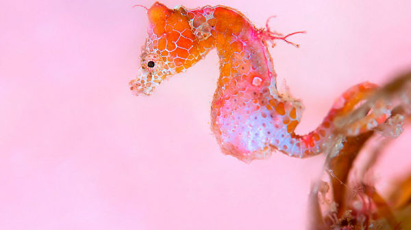 Japanese pygmy seahorse