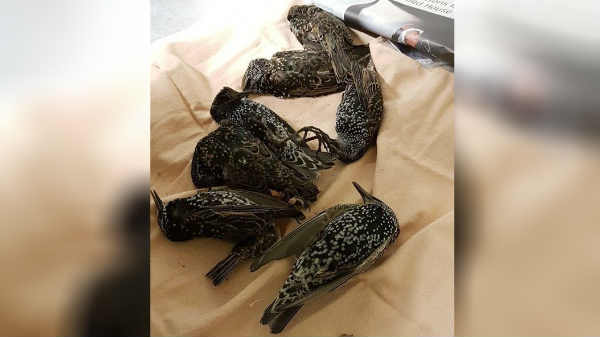 రేడియేషన్ కారణం