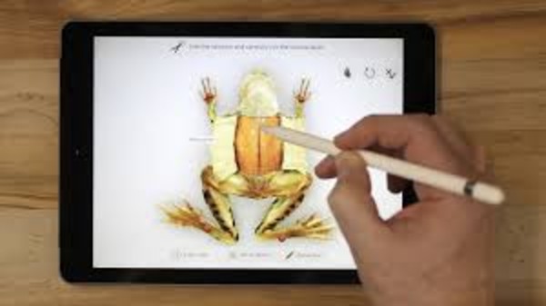 Froggipedia
